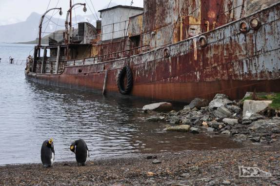Pinguins não parecem se incomodar com o barco encalhado na praia de Grytviken, na Geórgia do Sul